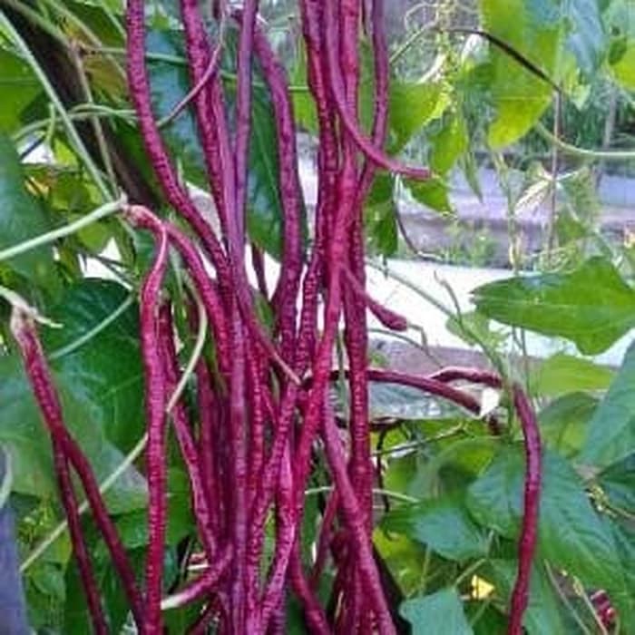5 BIJI BENIH KACANG PANJANG UNGU