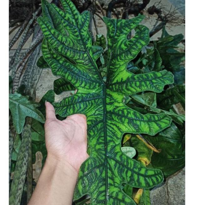 ➡ Bonggol Alocasia jacklyn (alocasia sp sulawesi (Murah banget)