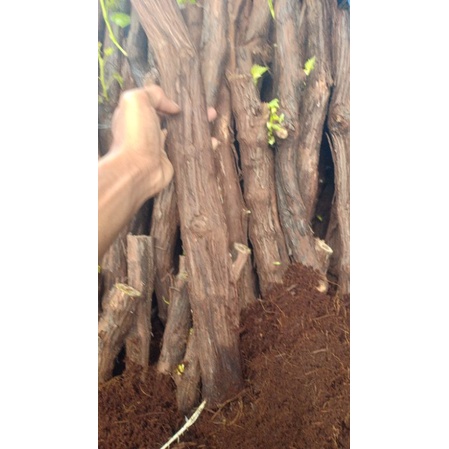 anggur bonggol alfonso