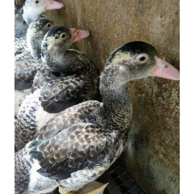 Entok jali,kaji,mile muda