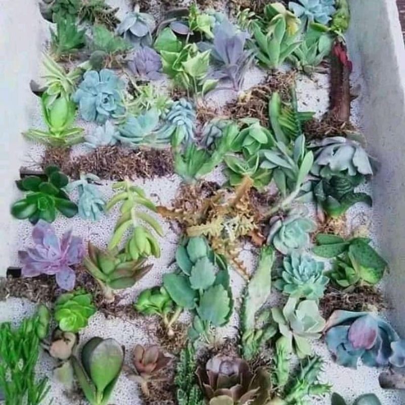 

PAKET SEKULEN MINI ISI 50PCS