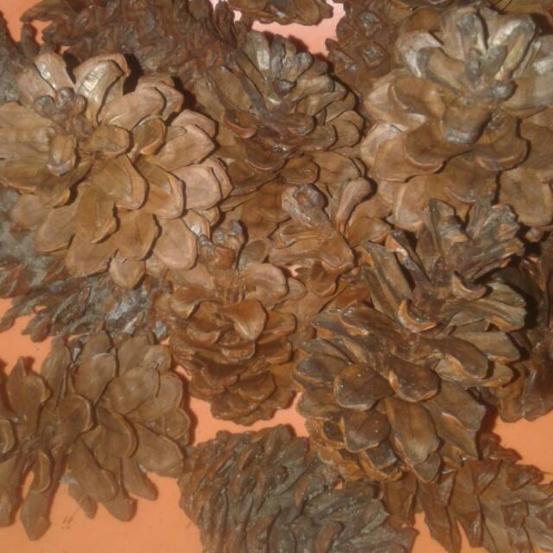 Bunga Pinus asli kering grosir
