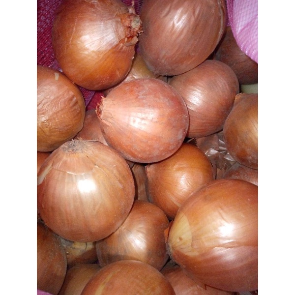 BAWANG BOMBAY SEGAR 1KG