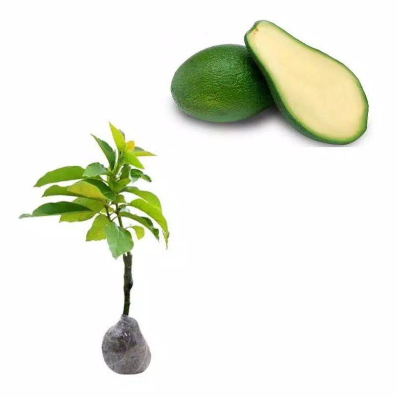 bibit buah tanaman alpukat tanpa biji