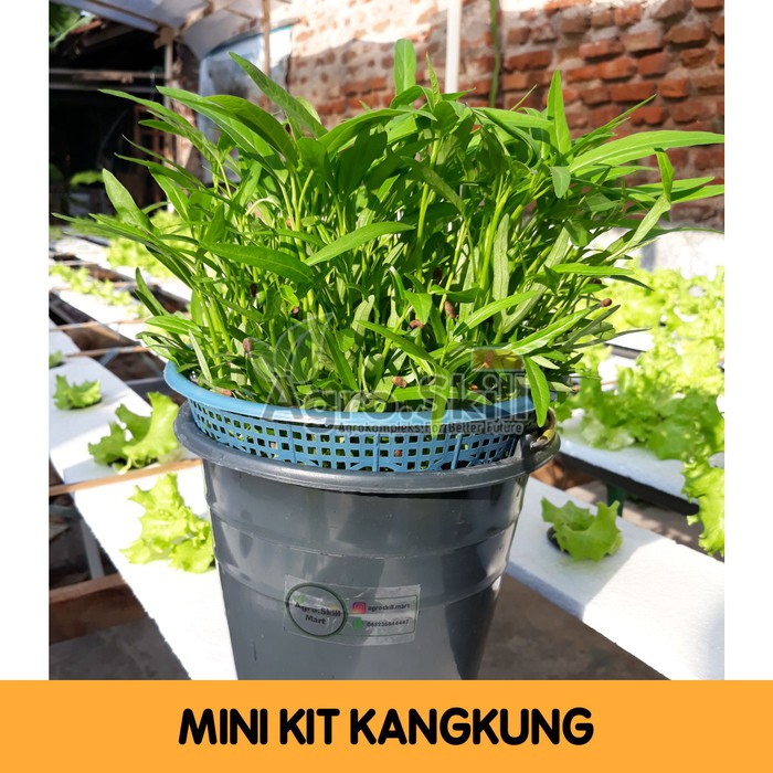 Mini Kit Hidroponik Kangkung
