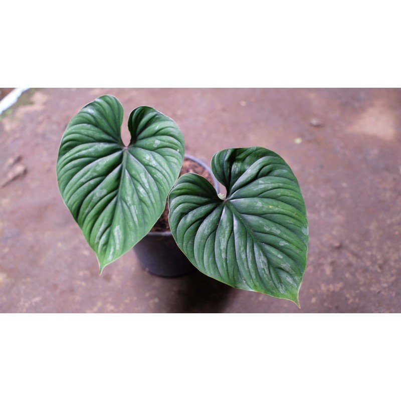 PHILODENDRON PLOWMANII DARK FORM - Blackface