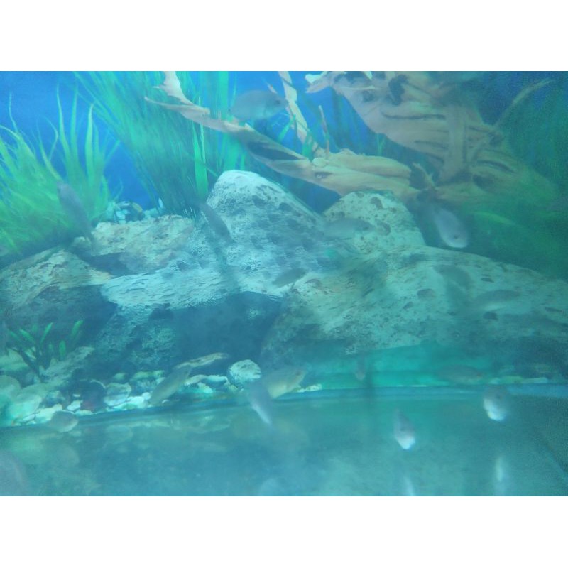 ikan lohan cencu berlagak series UK 10 cm