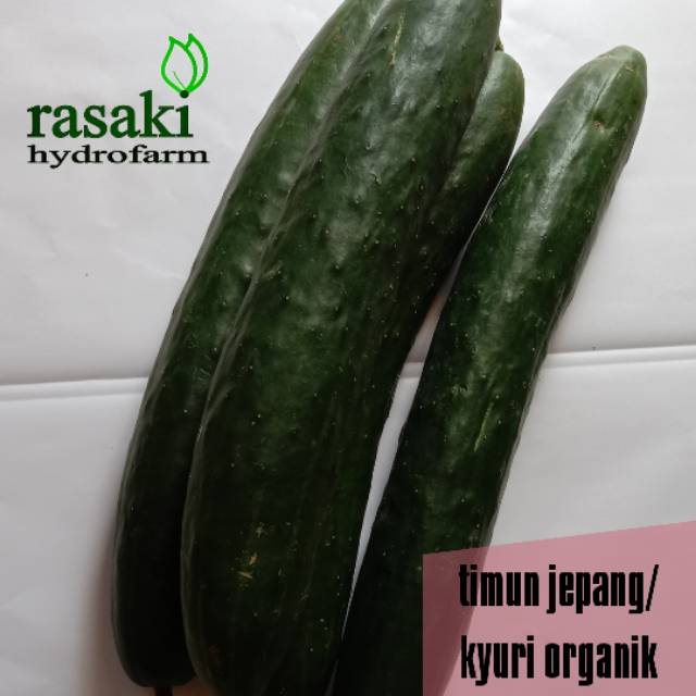 

sayur segar Timun kyuri / timun jepang organik 1 kg