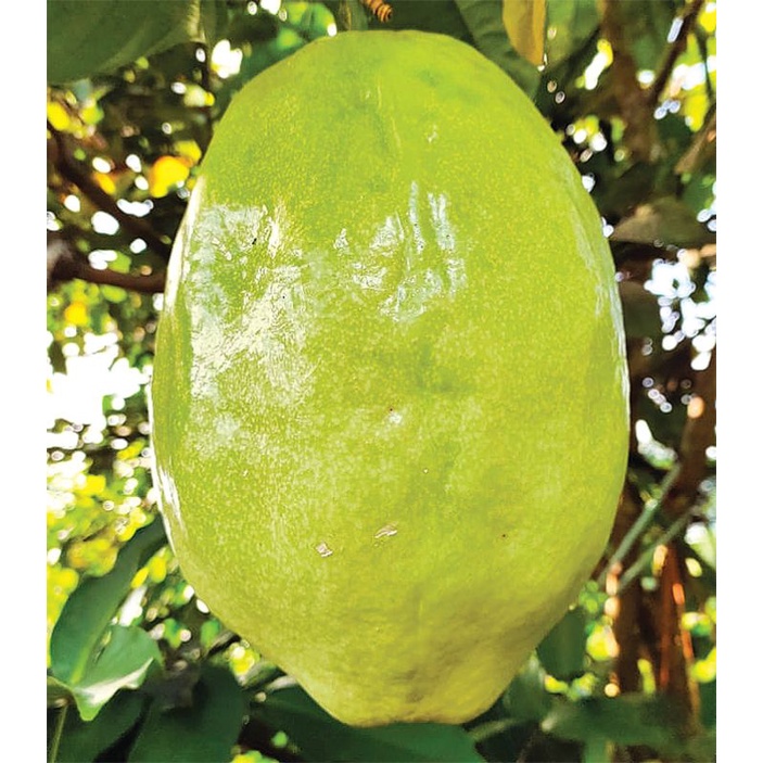 

buah markisa jumbo ukuran 2kg