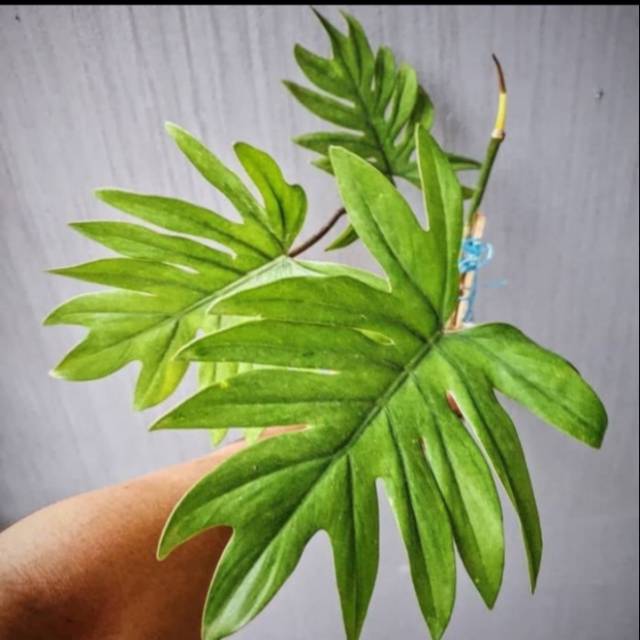 Tanaman Hias Philodendron Mayoi - Philodendron Mayoi