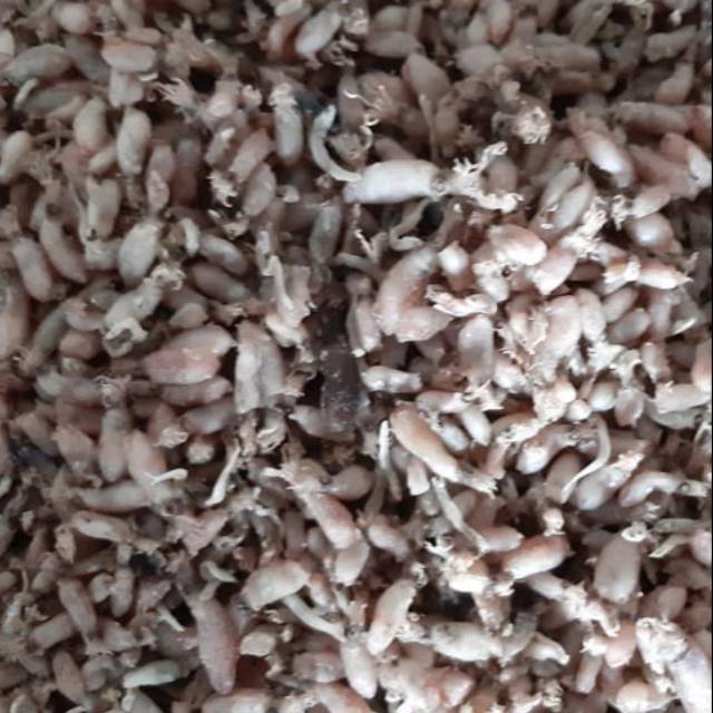 

Baby cumi 1 kg ukuran 0,5-2 cm