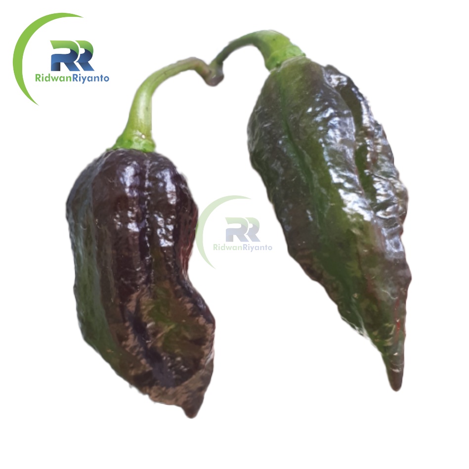 BIJI Benih Cabai BHUT JOLOKIA BLACK Chilli Pepper Chili ini BIJI Benih bukan BUAH CABE nya