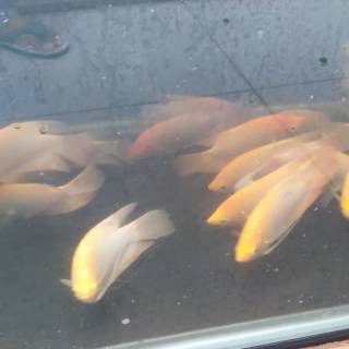 Ikan Hias Gurame Padang Aquarium Aquascape Shopee Indonesia