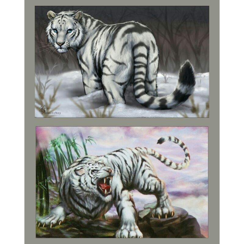 2 Poster Macan Putih Ukuran A3