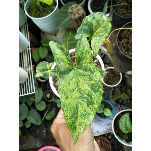 syngonium mojito / syngonium var kuning / syngonium yellow variegated / syngonium varigata