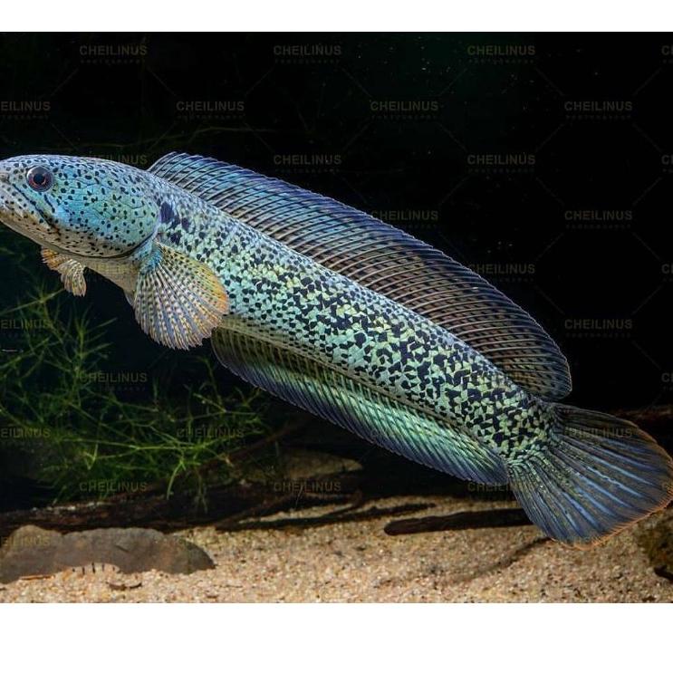 Big Sale.. Baby Channa Barca asli india anakan 3-5 cm