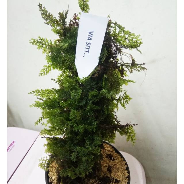 TANAMAN HIAS CAKAR AYAM RAMBAT GIMBAL.