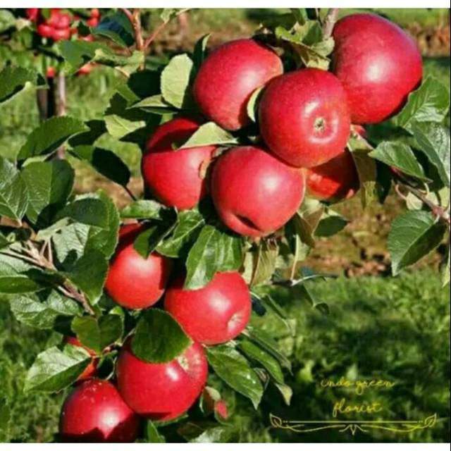 bibit APEL MERAH 40-70CM bibit apel hasil okulasi dan stek