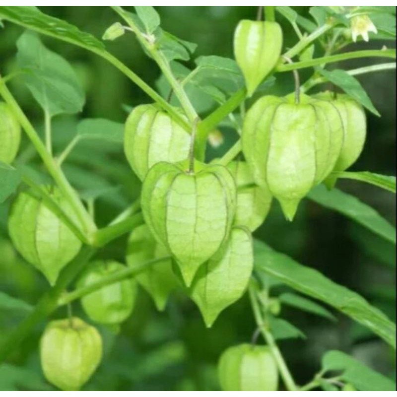 

Baru daun CIMPLUKAN segar/cecenet / pohon cimplukan fres 500gram