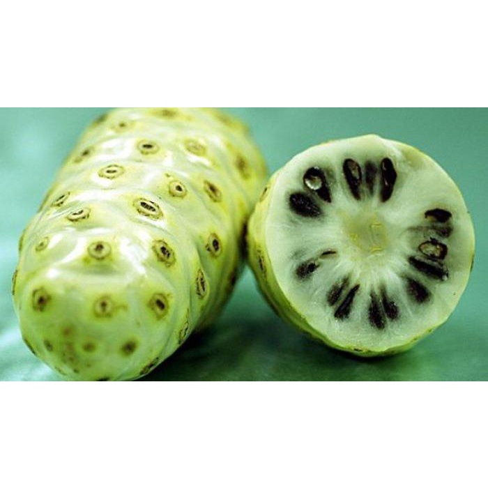 Buah Mengkudu Segar 500 Gram (pace / noni / Morinda citrifolia) - PESAN BARU PETIK