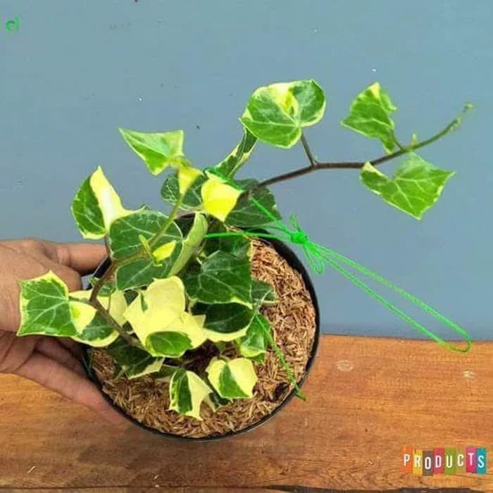 tanaman hias gantung - tanaman happy ivy - happy ivy variegata