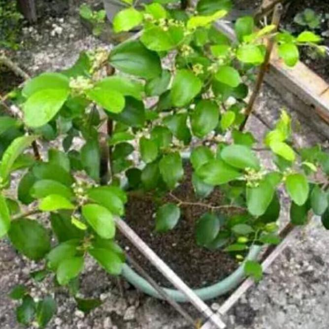 Bibit Tanaman Buah Putsa Apel India Murah Cbr