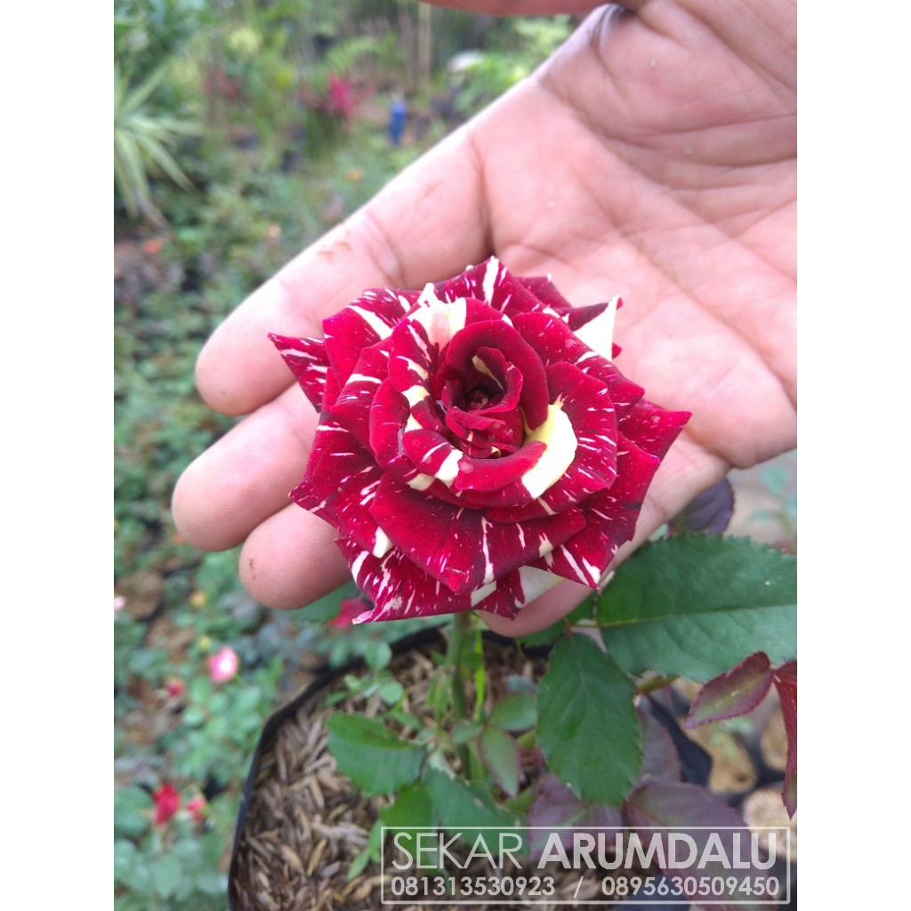 Tanaman Hias Bunga Mawar Batik Merah Kuning Bibit Bunga Mawar Candy