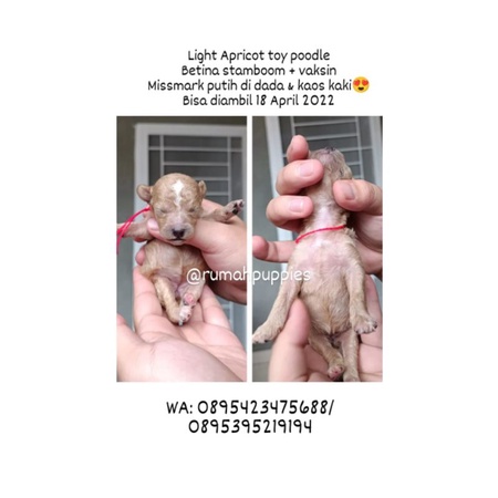 Jual Apricot Toy Poodle Female