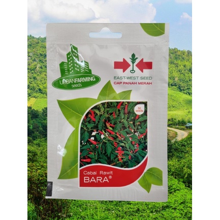Benih Cabai Rawit BARA