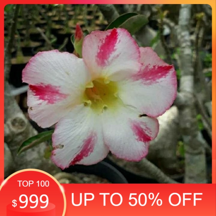 

promo Bibit bunga kamboja adenium berta murah