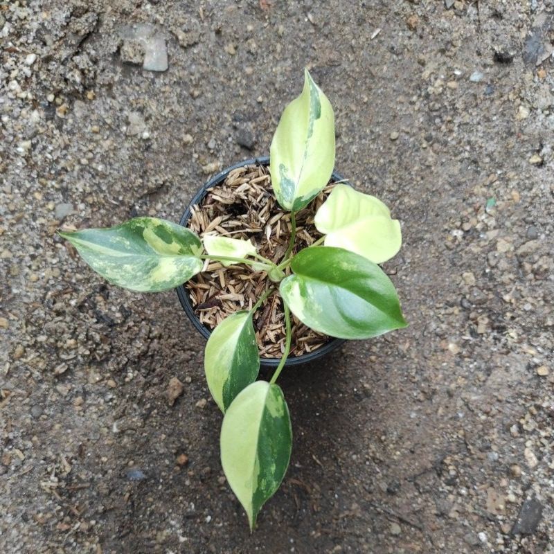 Tanaman Hias Burlemark Varigata / Brekele Varigata