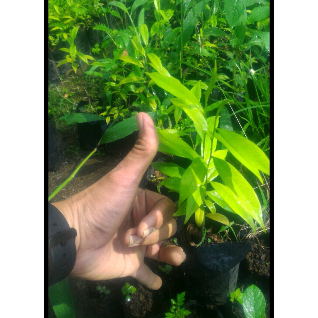 Pohon Gaharu Malacensis 10 Pohon