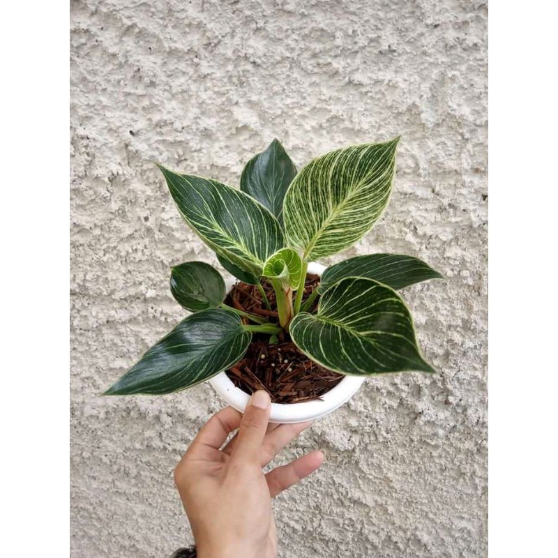 philodendron birkin,tanaman hias philo birkin