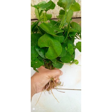 

daun pegagan segar 10daun