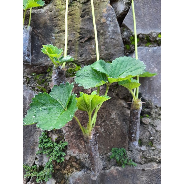 

Bibit Strawberry California