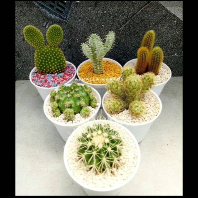Paket mix plus pot putih &amp; Batu