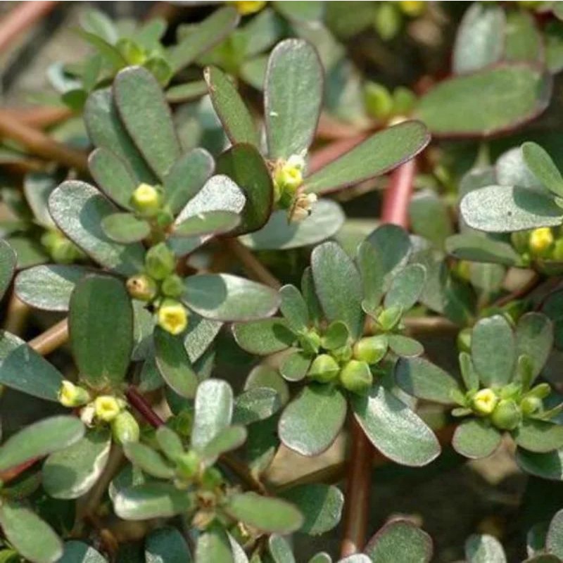 

daun kerokot segar 250 gram