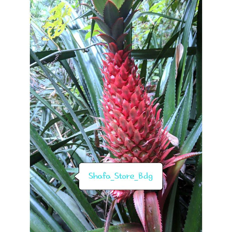 

nanas merah segar 500g