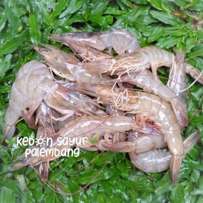 

kebun sayur udang segar 250 gr