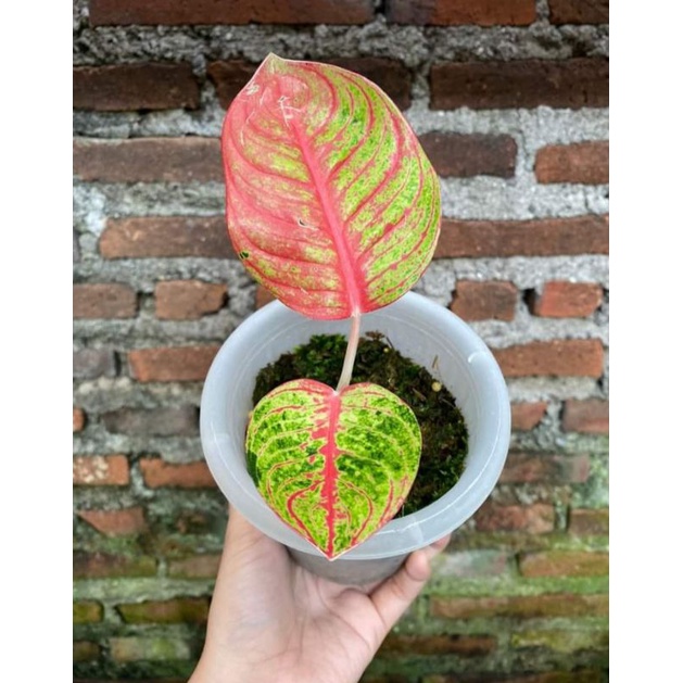 aglonema Goliath merah daun 2/3