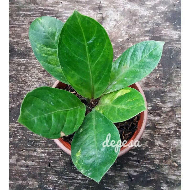 anthurium jemani  varigata eka