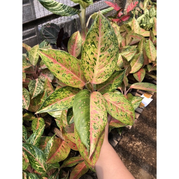Aglaonema Big Roy