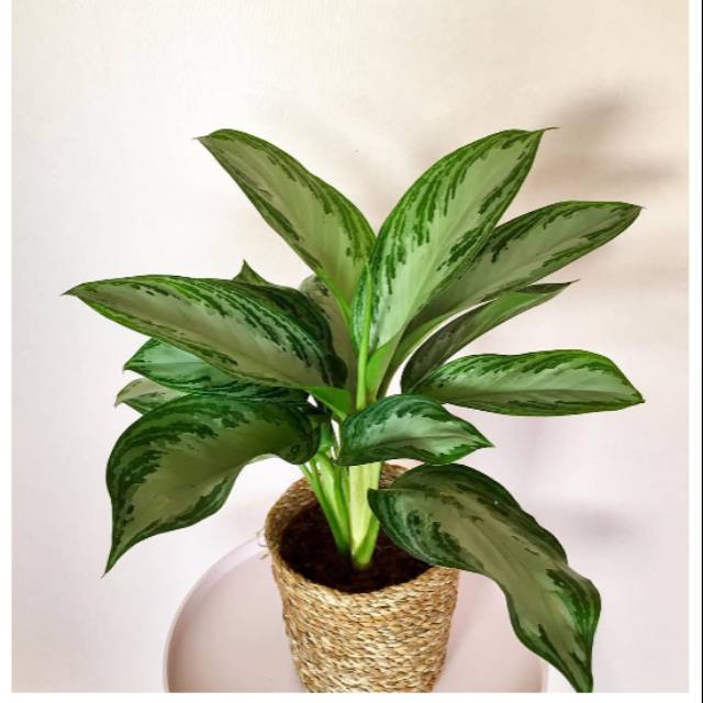 Tanaman hias aglaonema sri rejeki / tanaman sri rejeki / tanaman aglaonema