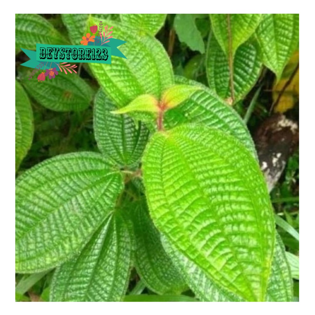 

Jual Daun Harendong Hutan/Daun Senggani=500grm