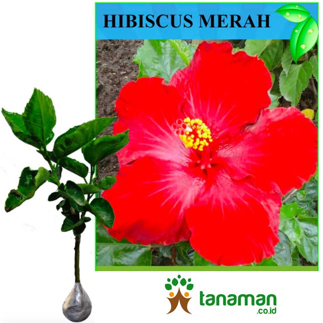 Bibit Bunga Tanaman Hibiscus Merah