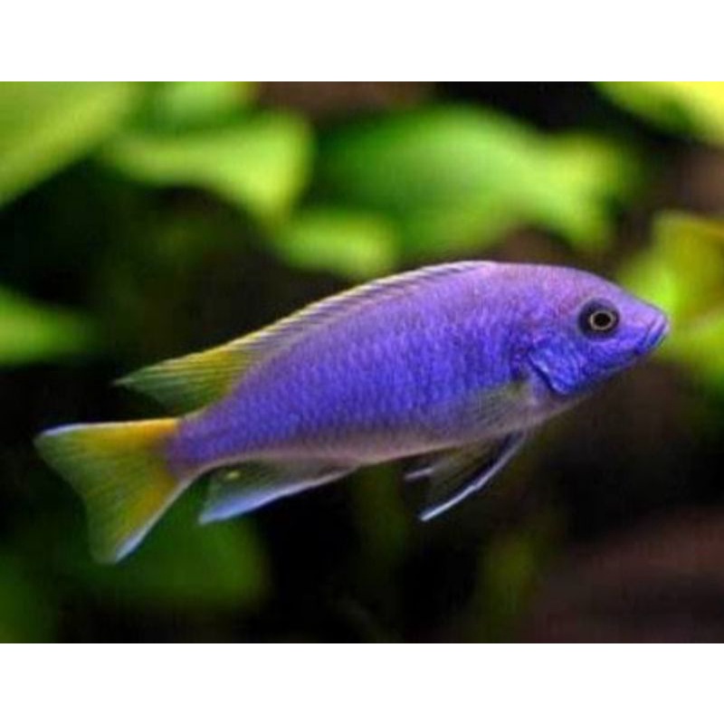 

Ikan hias cichlid Yellow Acei