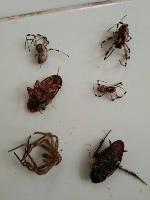 SPIDER CLEAR RACUN PEMBASMI LABALABA LABA LABA OBAT PEMBASMI SERANGGA PEBASMI KECOA,SEMUT AMPUH