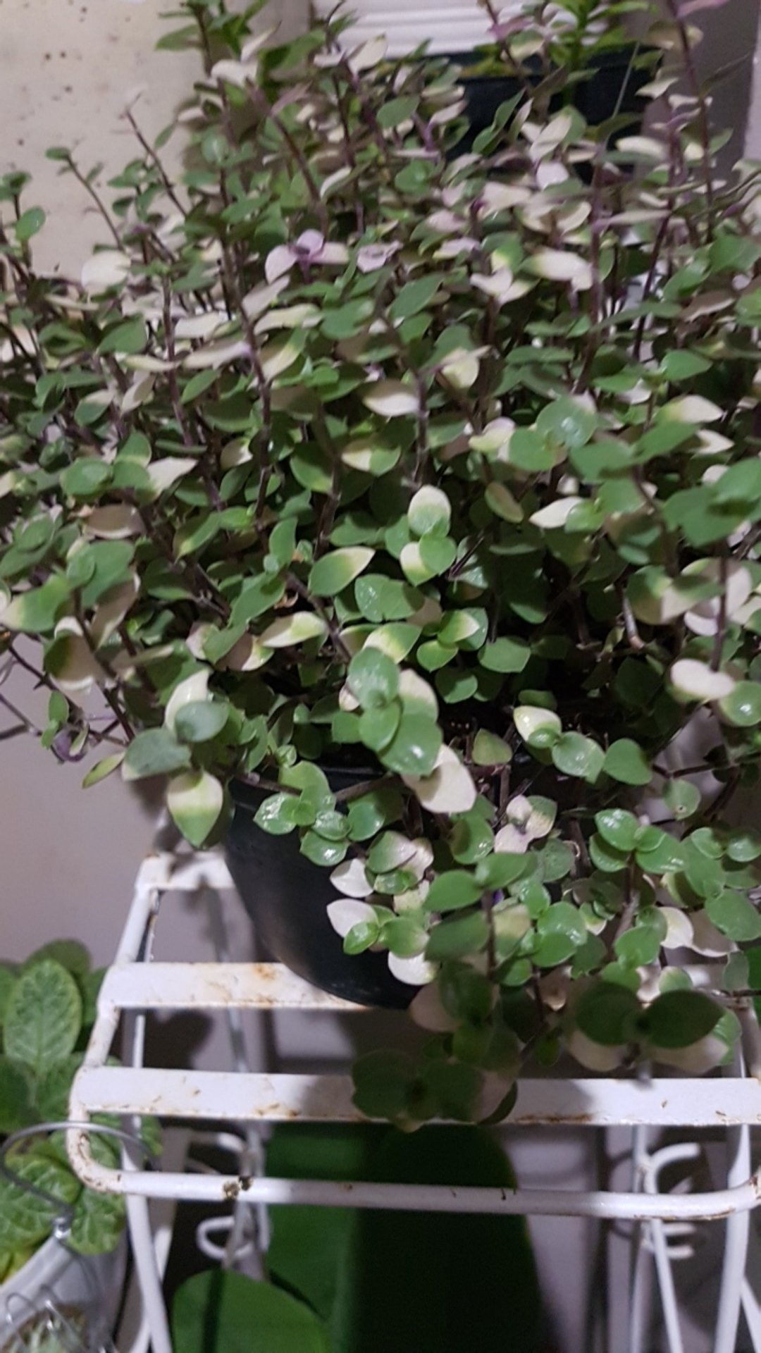 Tanaman Hias  Gantung Kribo