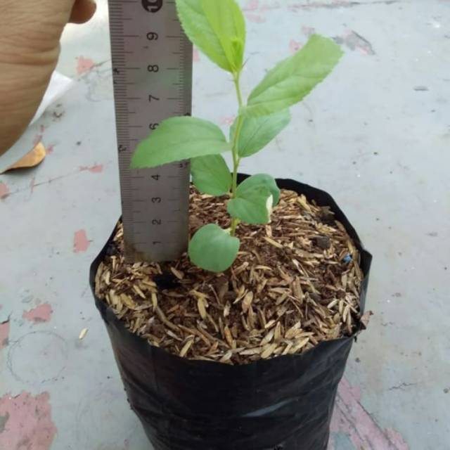 Tanaman herbal Bidara Arab pohon bidara Arab bibit bidara arab