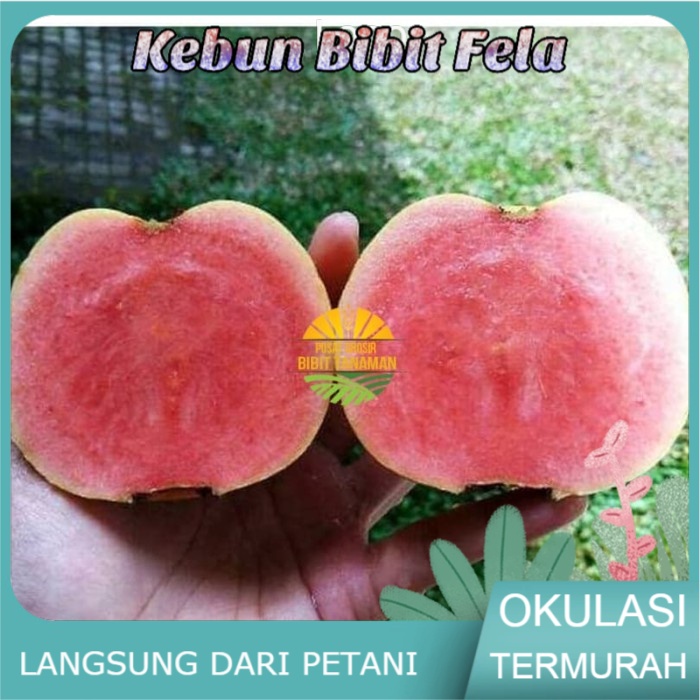 Bibit Buah jambu kristal merah 1kg muat isi 4